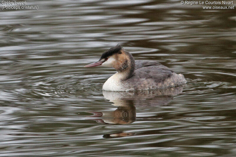 Great Crested Grebe