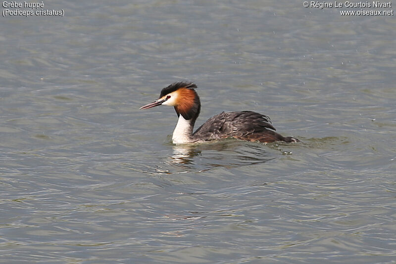 Great Crested Grebeadult breeding