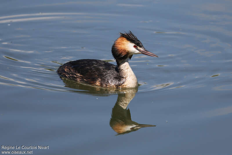 Great Crested Grebeadult breeding, identification