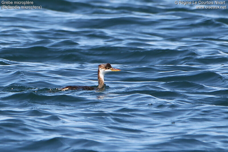 Titicaca Grebe