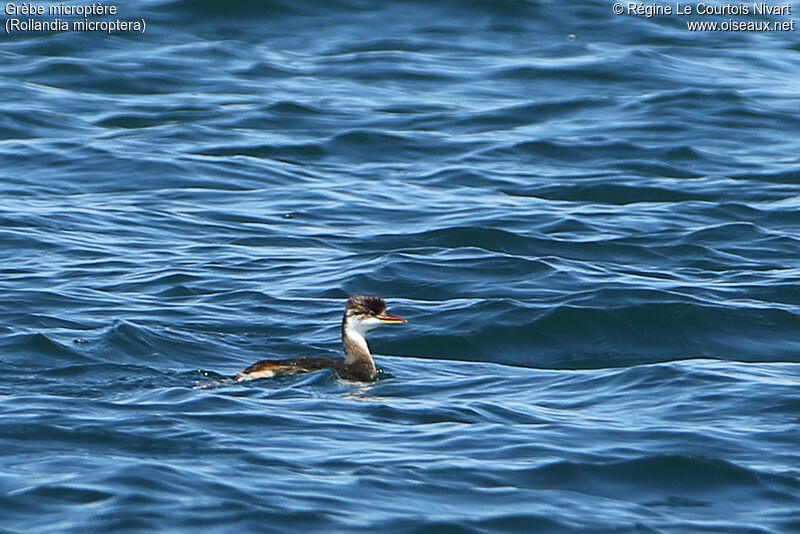 Titicaca Grebe