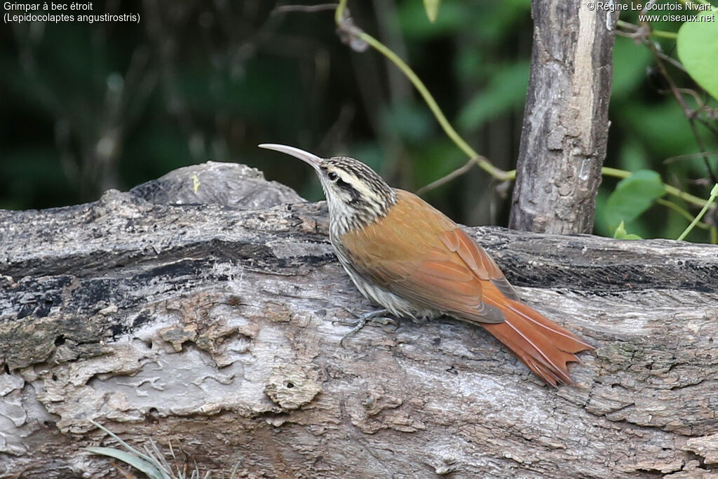 Narrow-billed Woodcreeper
