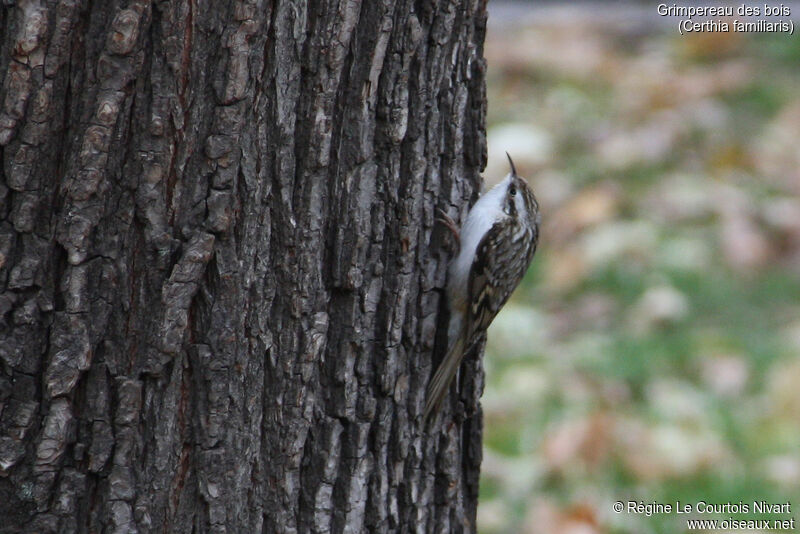 Eurasian Treecreeper