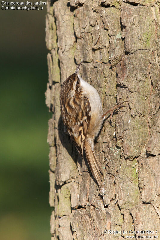 Short-toed Treecreeper