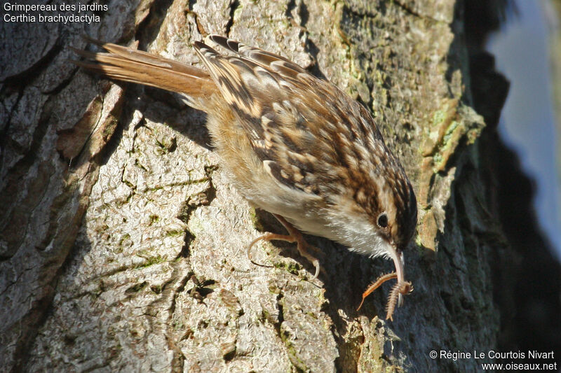 Short-toed Treecreeper, feeding habits