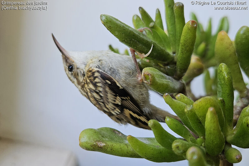 Short-toed Treecreeper