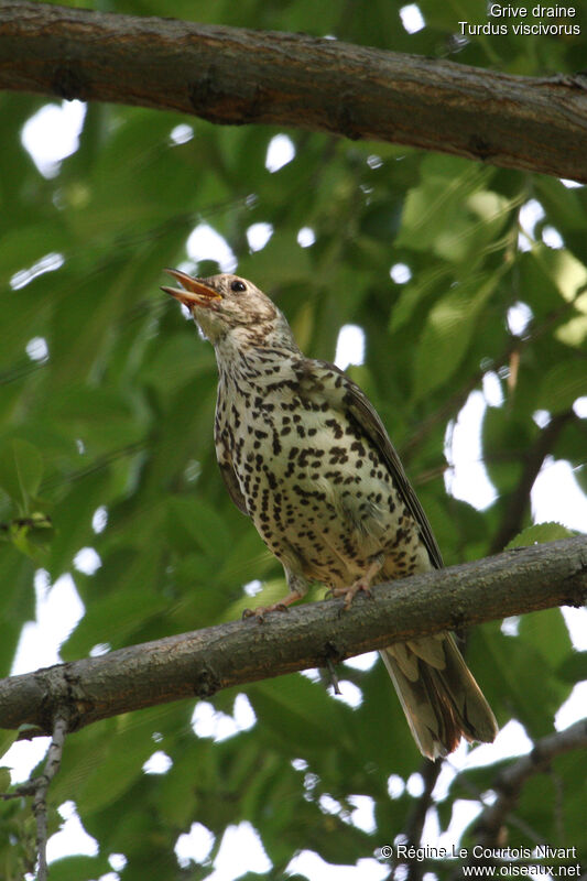 Mistle Thrush