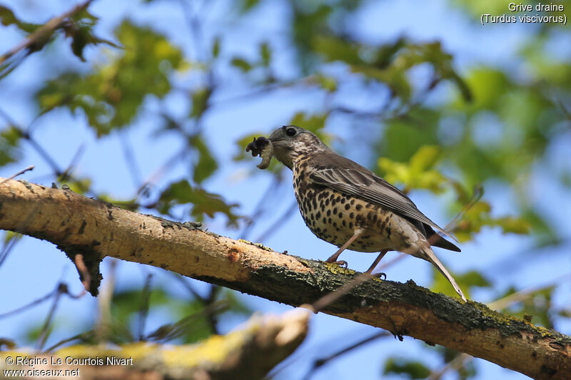 Mistle Thrush