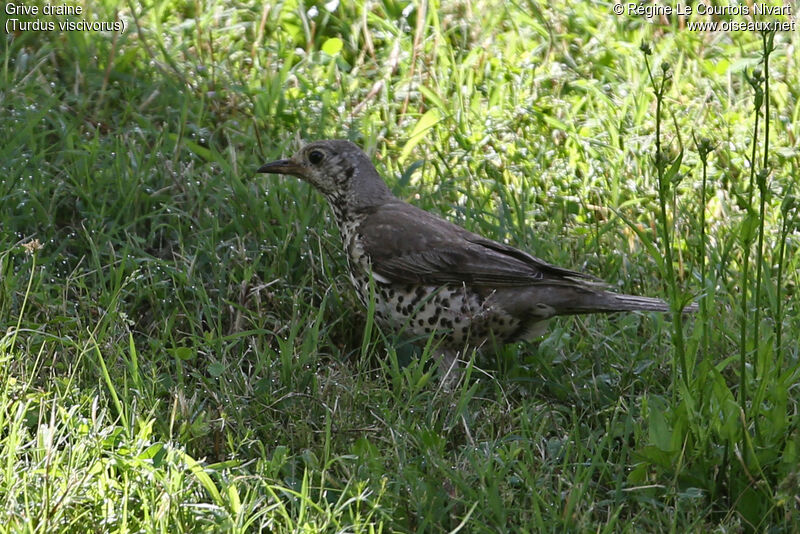 Mistle Thrush