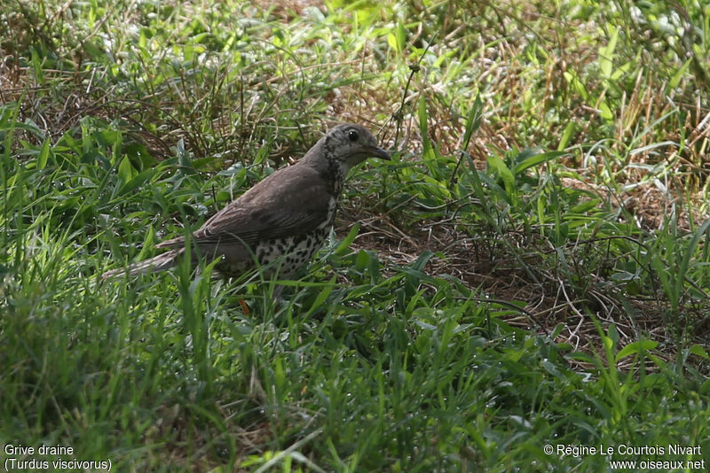 Mistle Thrush