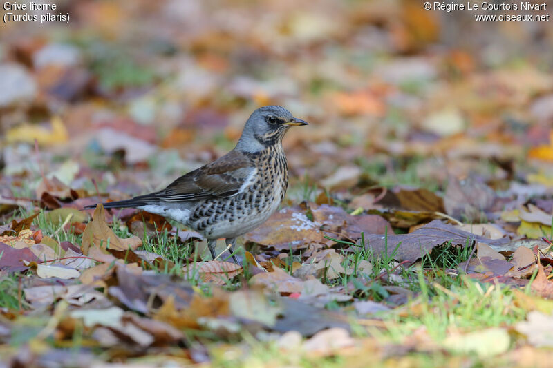 Fieldfare