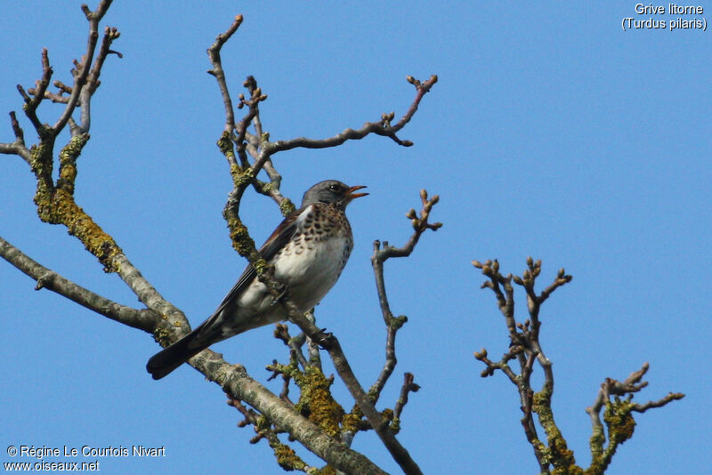 Fieldfare