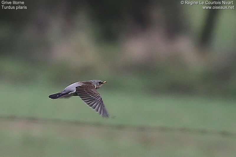 Fieldfare, Flight