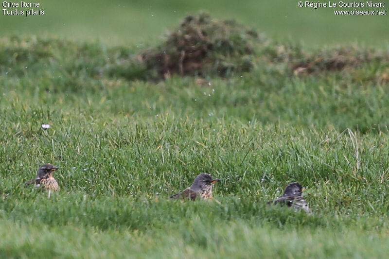 Fieldfare, Behaviour