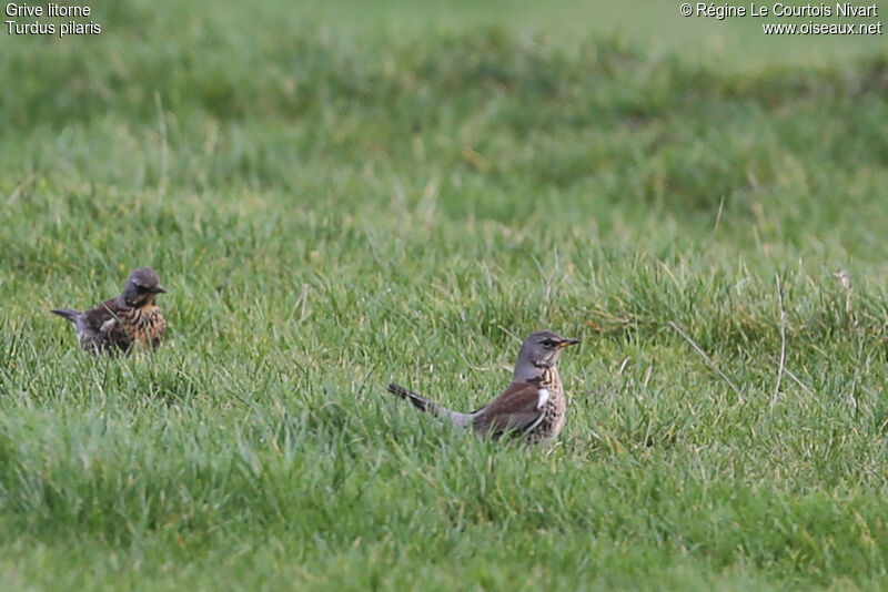 Fieldfare