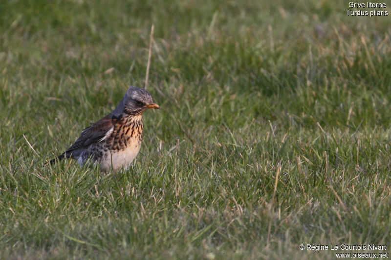 Fieldfare