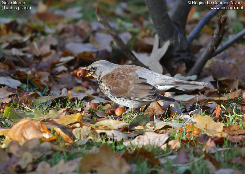 Fieldfare