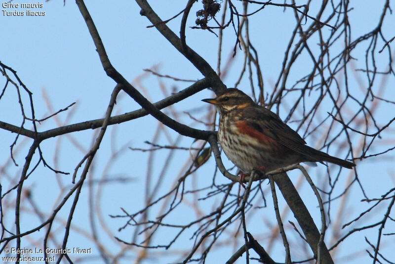 Redwing