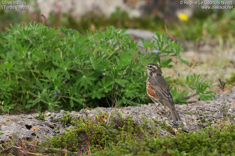 Redwing