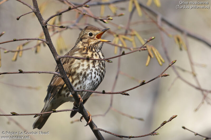 Song Thrush, song