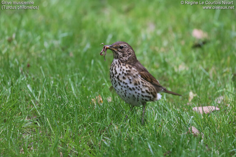 Song Thrush