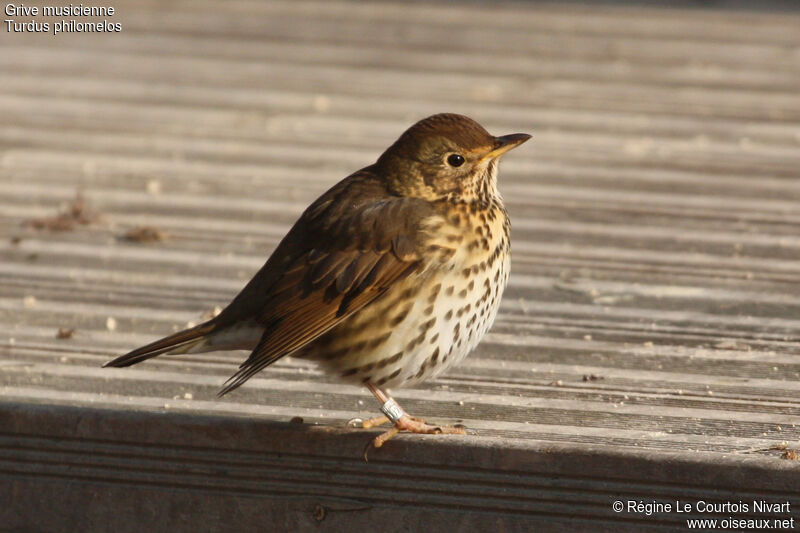 Song Thrush, identification