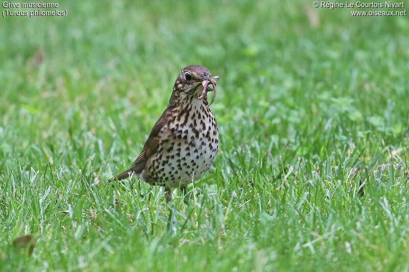 Song Thrush