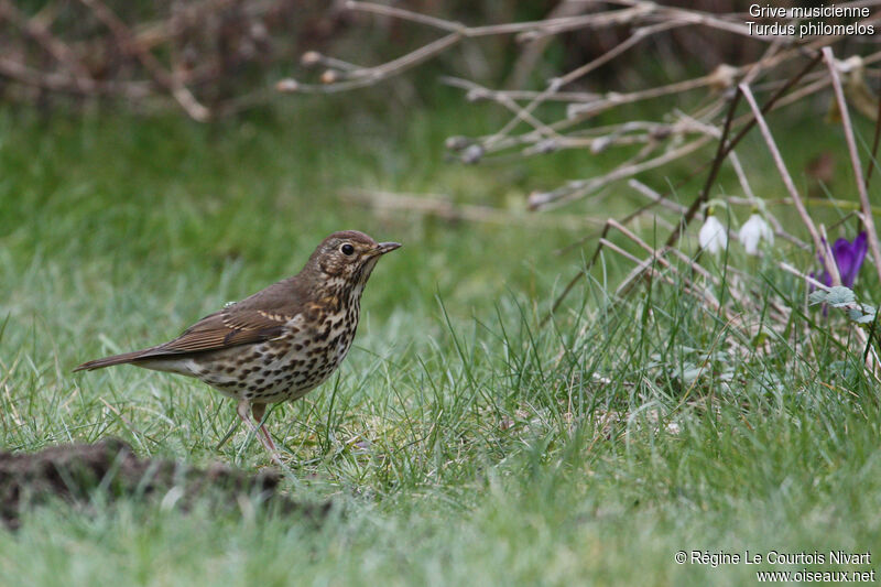 Song Thrush