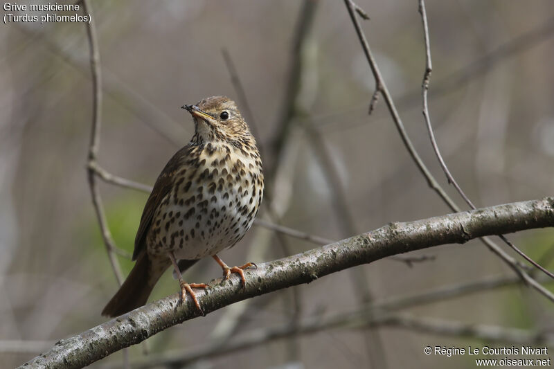 Song Thrush