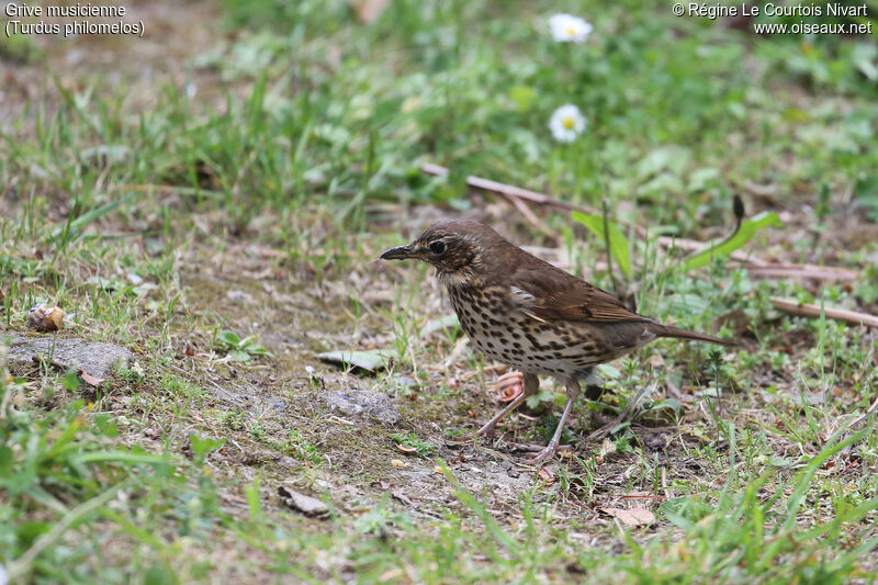 Song Thrush