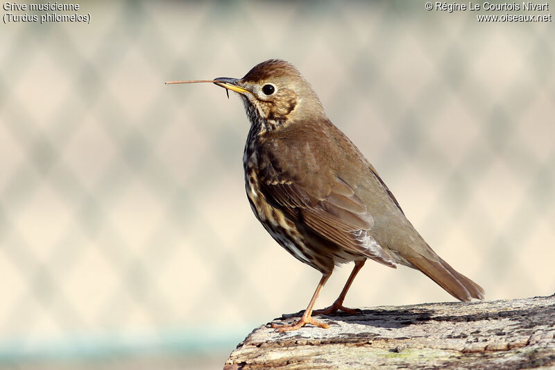 Song Thrush