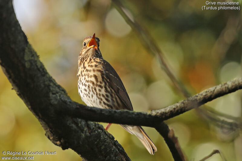 Song Thrush, song