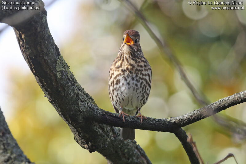 Song Thrush, song