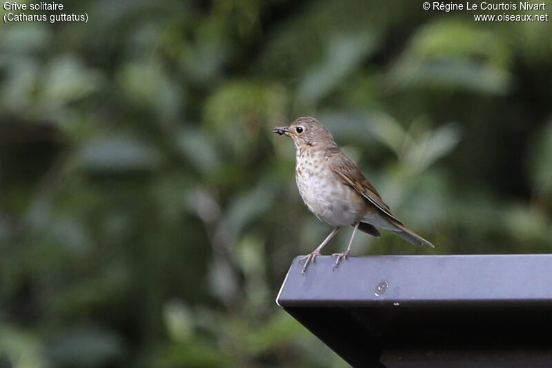 Hermit Thrush