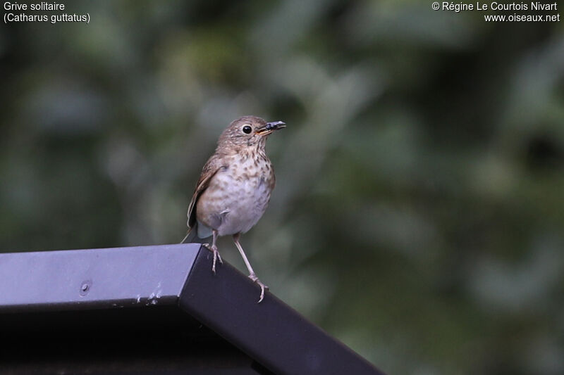 Hermit Thrush