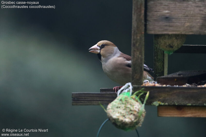 Hawfinch female adult, eats