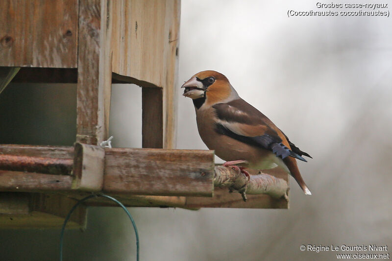 Hawfinch