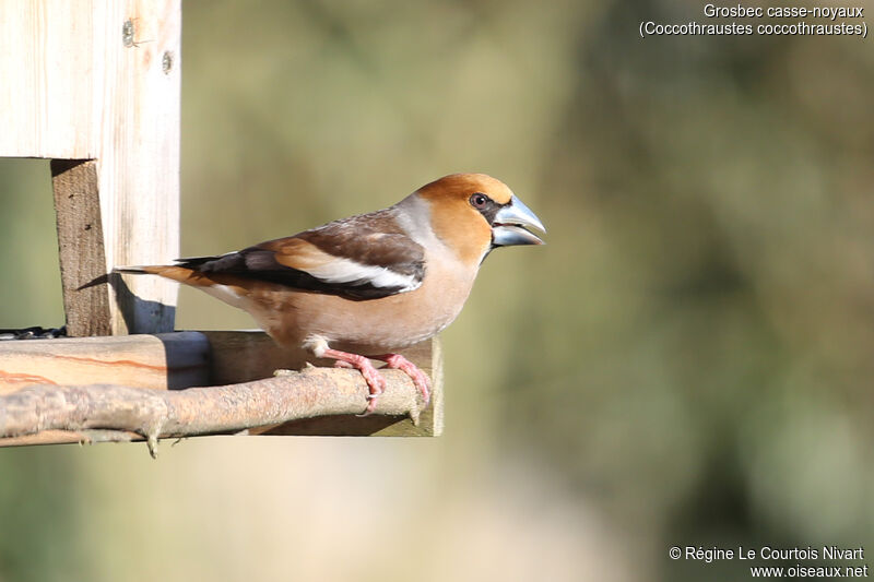 Hawfinch