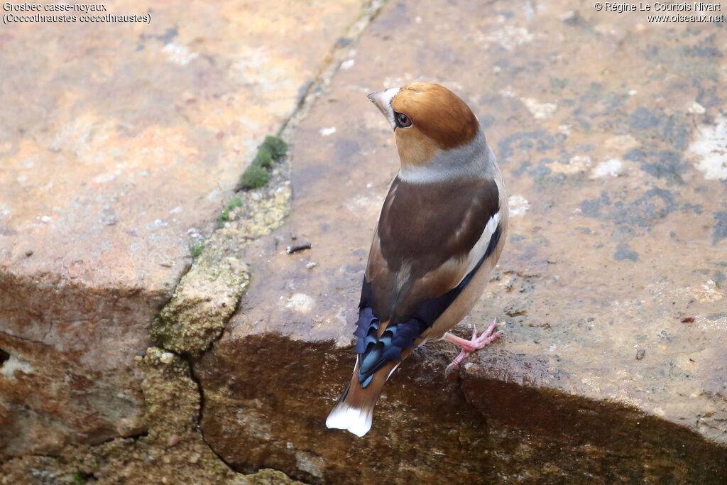 Grosbec casse-noyaux - Gros-bec casse-noyaux<br /> mâle