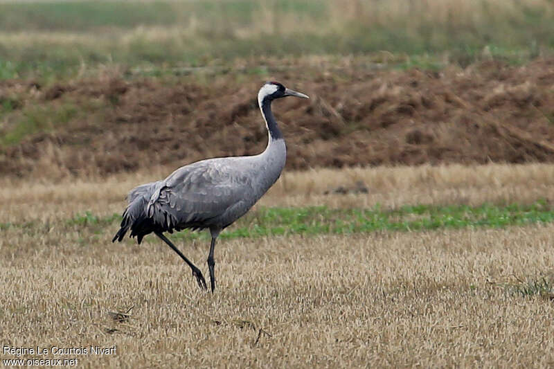 Grue cendrée