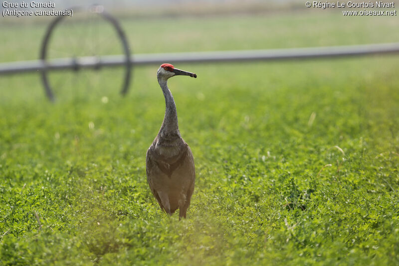 Sandhill Crane