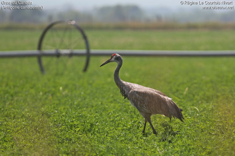 Sandhill Crane