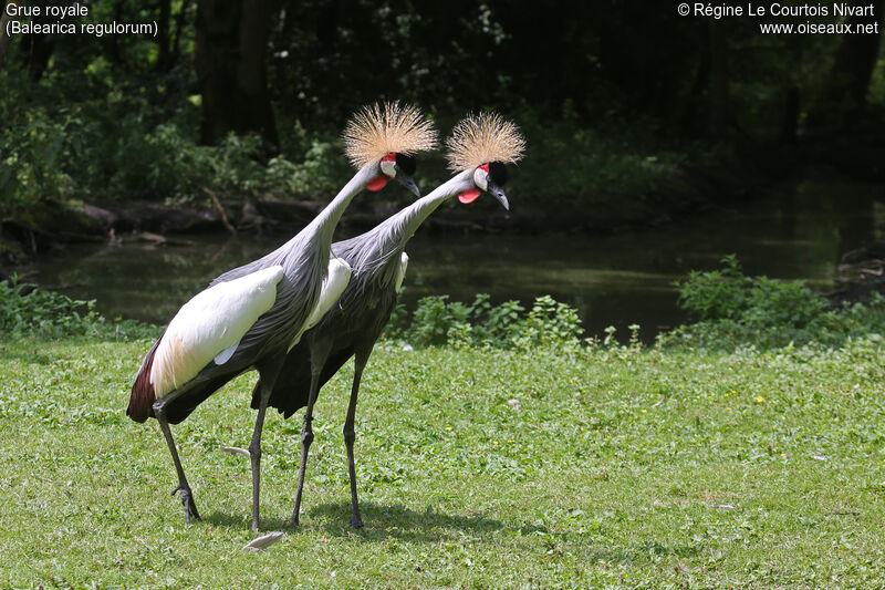 Grey Crowned Crane