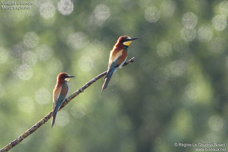 European Bee-eater