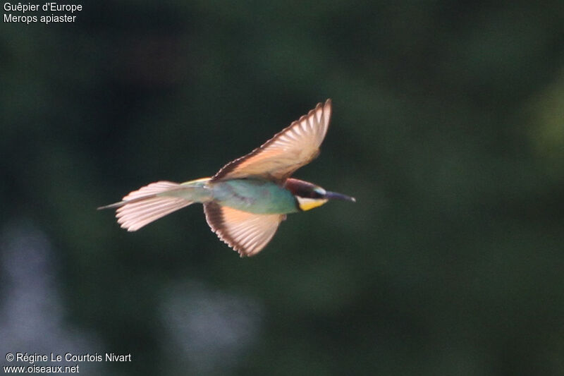 European Bee-eater, Flight