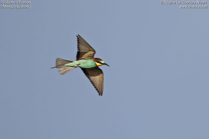 European Bee-eater