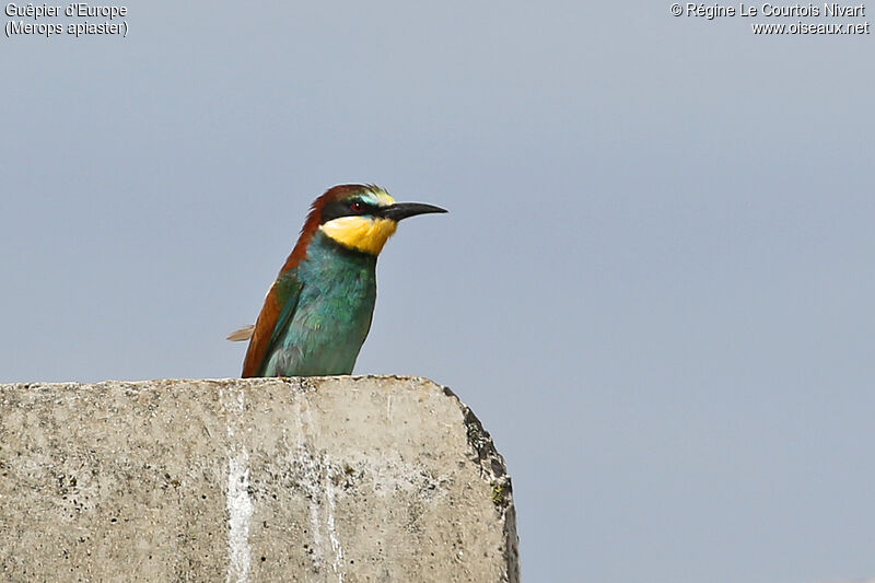 European Bee-eater