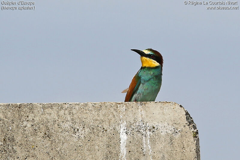 European Bee-eater