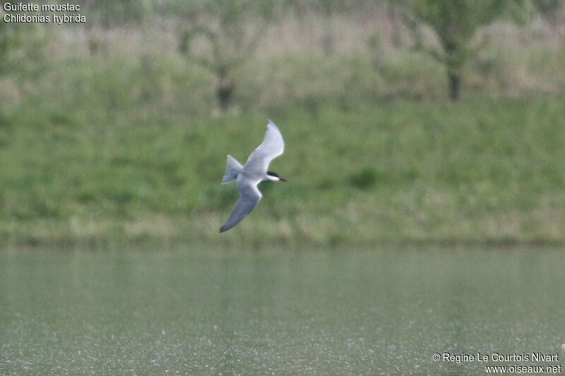 Whiskered Tern