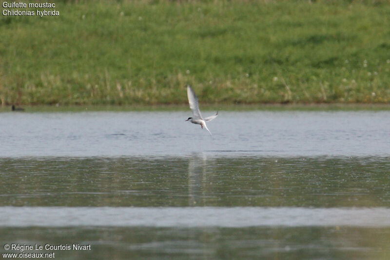 Whiskered Tern